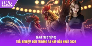 đá gà trực tiếp C5